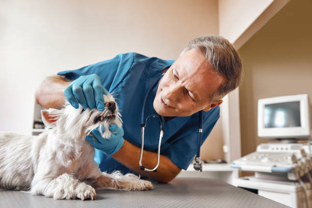 Best Emergency Dental Care for Broken or Chipped Teeth in Pinehurst, TX